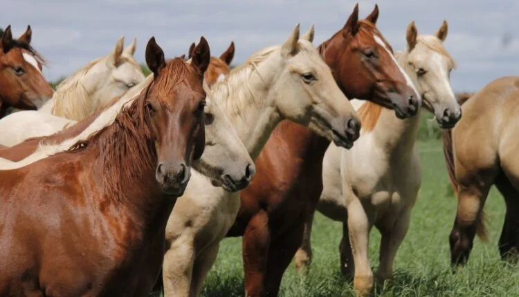 Cavalo Quarto de Milha: O guia completo |