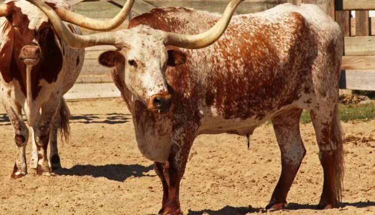 Conheça Mais Sobre O Gado Texas Longhorn |
