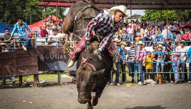 Raças de touro usadas no rodeio |