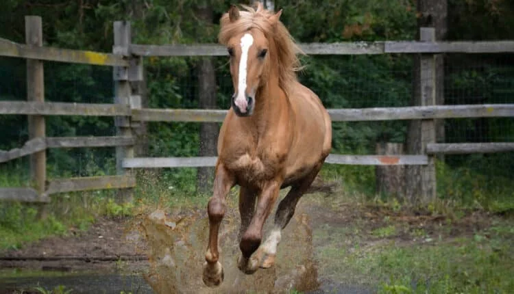 Como saber se o cavalo é bom ou não? Não erre na hora de comprar |