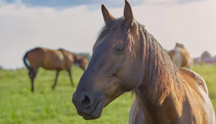 Qual é o cavalo mais resistente do Brasil? |
