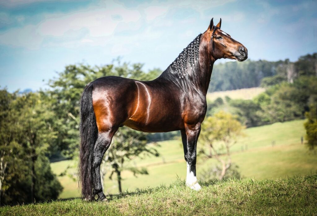 Cavalo Mangalarga: Descubra os Tipos e Sua Importância no Mundo Country |